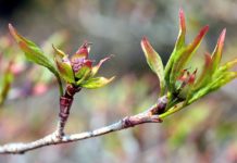 Crescimento das plantas