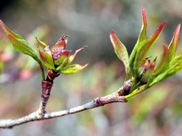 Crescimento das plantas