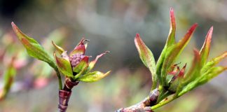 Crescimento das plantas