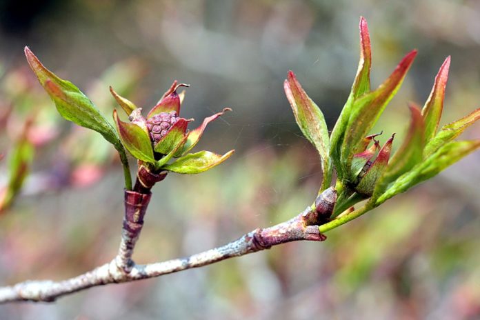 Crescimento das plantas