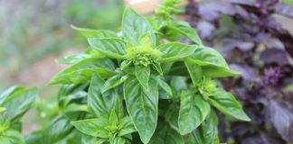 A vantagem de consumir ervas aromáticas