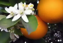 Flor de laranjeira, as flores das noivas