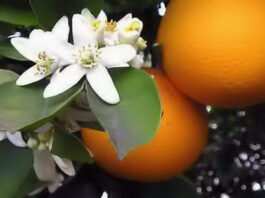 Flor de laranjeira, as flores das noivas