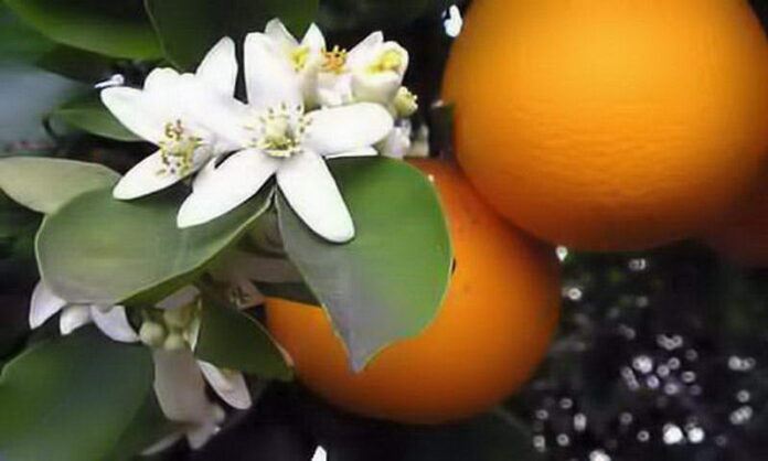 Flor de laranjeira, as flores das noivas