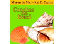 Exposição conchas do Brasil no Museu do mar