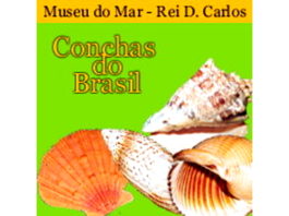 Exposição conchas do Brasil no Museu do mar
