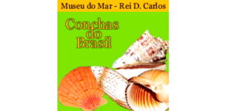 Exposição conchas do Brasil no Museu do mar