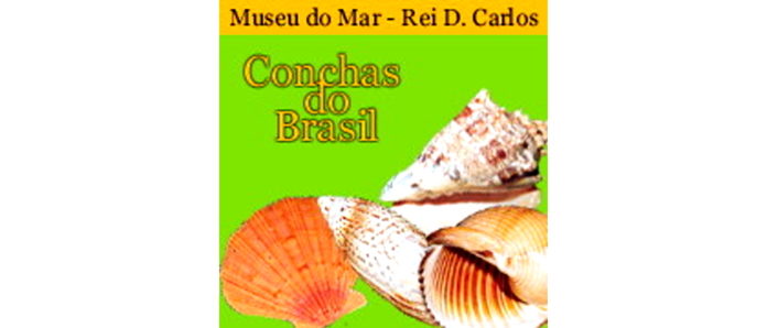 Exposição conchas do Brasil no Museu do mar