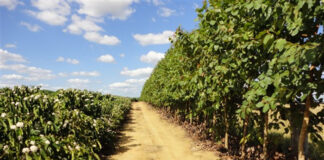 Os efeitos do vento no jardim