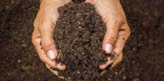 Saiba o que é a compostagem caseira