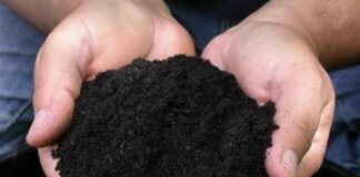 Saiba o que é o Húmus ou humo