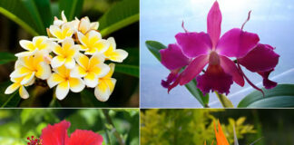 Sem tempo para cuidar das plantas