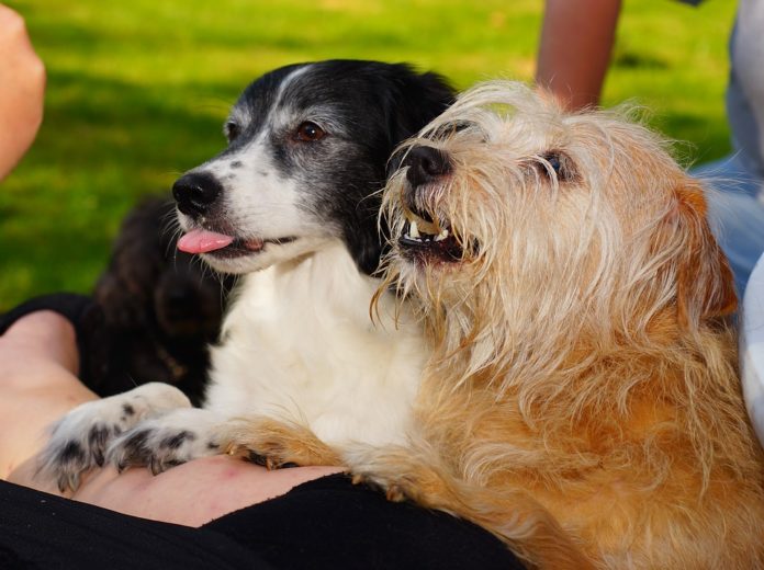 Tratar do pêlo do cão é tratar da saúde do seu animal de estimação