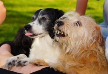 Tratar do pêlo do cão é tratar da saúde do seu animal de estimação