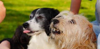 Tratar do pêlo do cão é tratar da saúde do seu animal de estimação