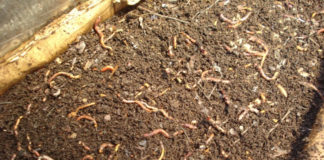 Vermicompostagem, para a produção do seu húmus