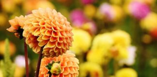 Como plantar uma dália