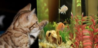 A iluminação do aquário - o Sol necessário à vida do aquário