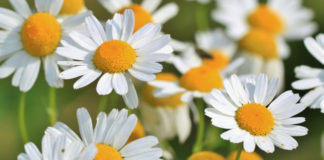 Óleo essencial de Camomila Romana