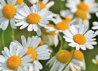 Óleo essencial de Camomila Romana