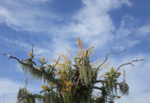 Orquídeas suspensas - como plantar orquídeas nas árvores