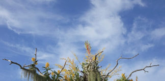 Orquídeas suspensas - como plantar orquídeas nas árvores