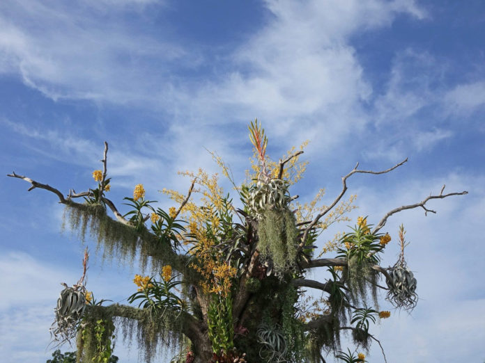 Orquídeas suspensas - como plantar orquídeas nas árvores