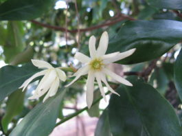 óleo essencial de Anis Verde