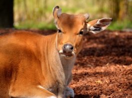 A doença da BSE, um perigo na carne de vaca