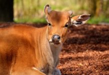 A doença da BSE, um perigo na carne de vaca