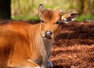 A doença da BSE, um perigo na carne de vaca