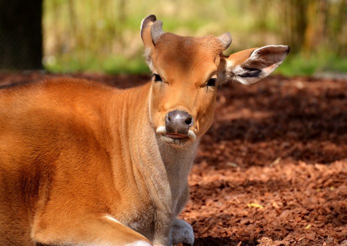 A doença da BSE, um perigo na carne de vaca