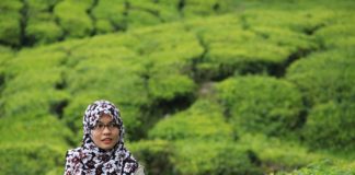 A origem do chá e o seu modo de preparação A origem do chá e o seu modo de preparação