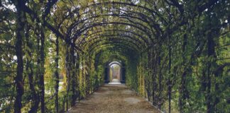 Plantas trepadeiras: a decoração ideal para o seu jardim