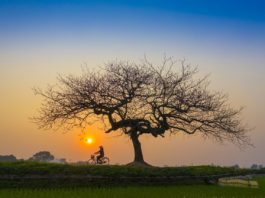 Andar de bicicleta - pedalar