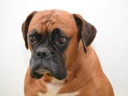 Boxer, o animal preferido das crianças