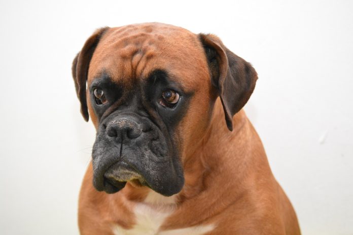 Boxer, o animal preferido das crianças