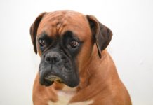 Boxer, o animal preferido das crianças