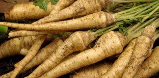 Cherovia, uma raiz muitoa apreciada nas Beiras