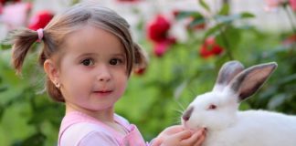 Coelho, um amigo muito fofo para qualquer criança