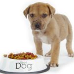Como alimentar o seu cão de uma forma saudável