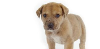 Como alimentar o seu cão de uma forma saudável