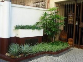 Como manter as plantas no canteiro saudáveis