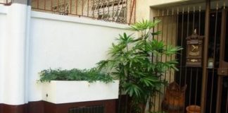 Como manter as plantas no canteiro saudáveis