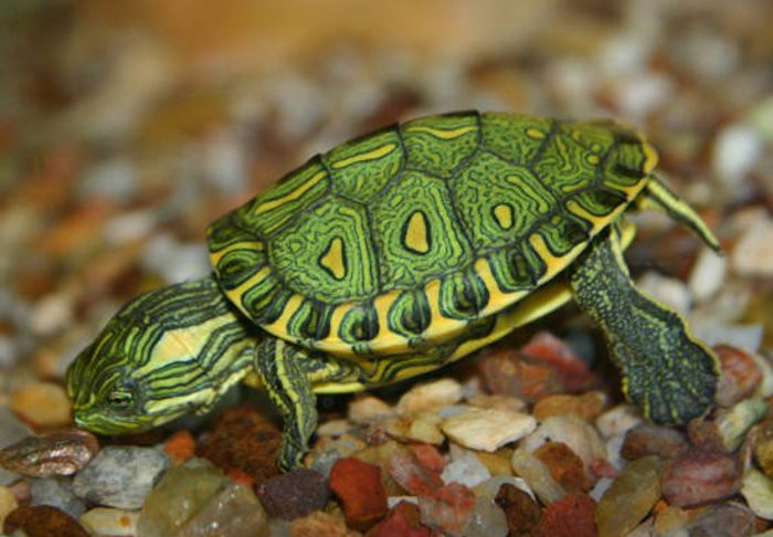 Conheça melhor a tartaruga verde