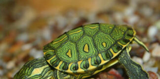 Conheça melhor a tartaruga verde