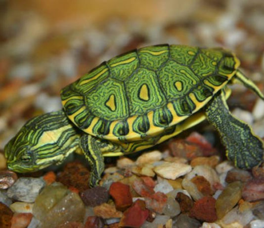 Conheça melhor a tartaruga verde