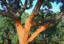 Cortiça – Da árvore aos produtos finais
