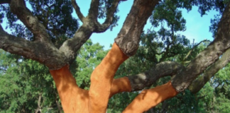 Cortiça – Da árvore aos produtos finais