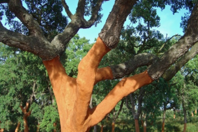 Cortiça – Da árvore aos produtos finais